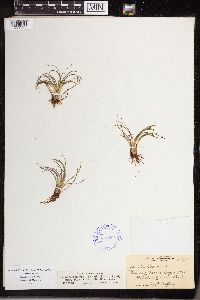 Isoetes echinospora image