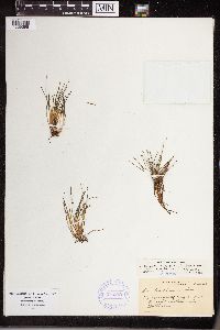 Isoetes echinospora image