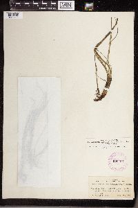 Isoetes echinospora image