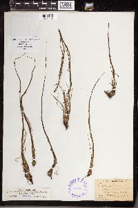 Isoetes echinospora image