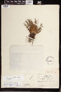 Isoetes lacustris image