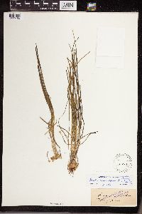 Isoetes lacustris image