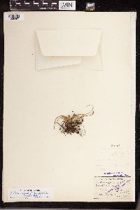 Isoetes lacustris image