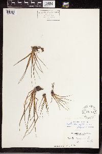 Isoetes lacustris image