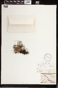 Isoetes lacustris image