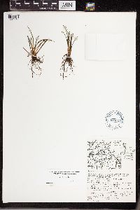 Isoetes lacustris image