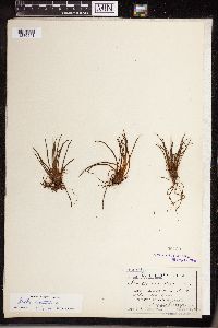 Isoetes lacustris image