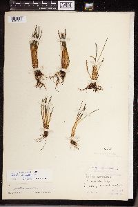 Isoetes lacustris image