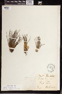 Isoetes lacustris image