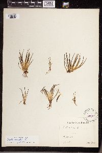 Isoetes lacustris image