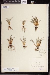 Isoetes lacustris image