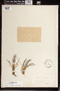 Isoetes lacustris image