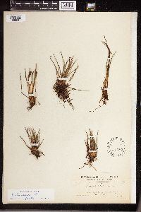 Isoetes lacustris image