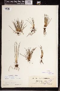 Isoetes lacustris image