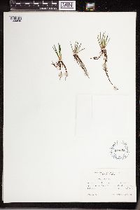 Isoetes lacustris image