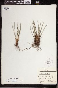 Isoetes lacustris image