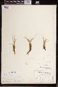 Isoetes lacustris image