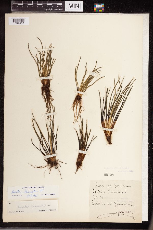 Isoetes lacustris image