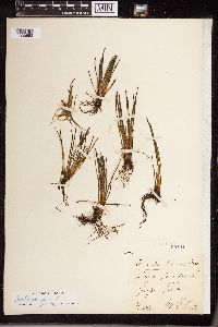 Isoetes lacustris image