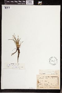 Isoetes lacustris image