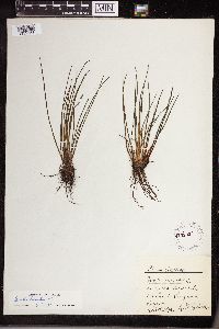 Isoetes lacustris image