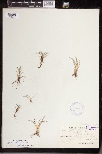 Isoetes lacustris image