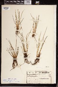 Isoetes lacustris image