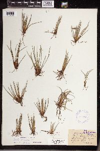 Isoetes lacustris image