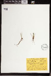 Isoetes lacustris image