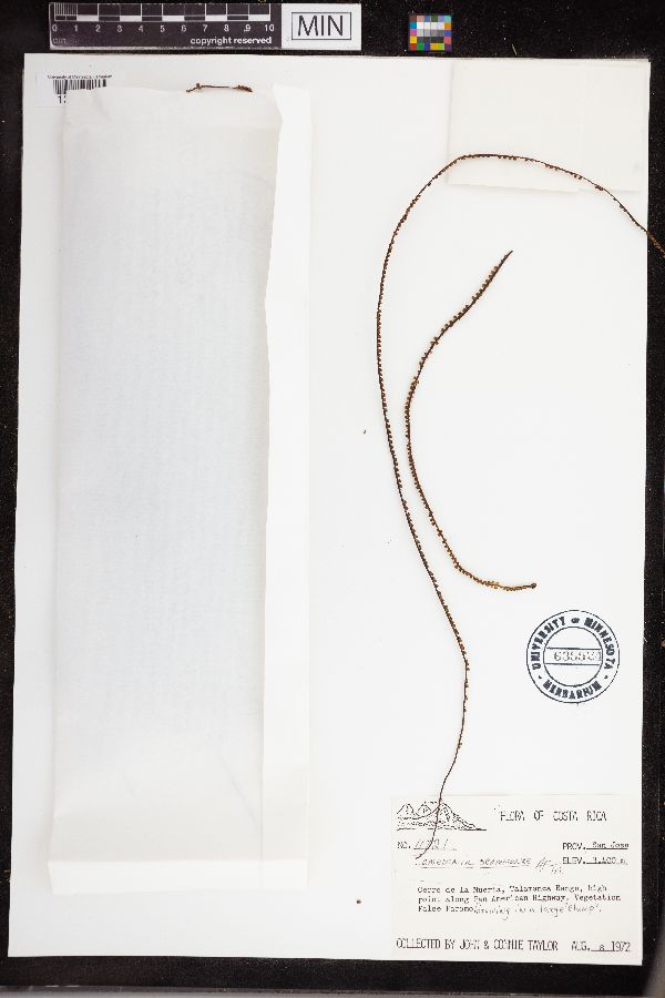 Jamesonia scammaniae image