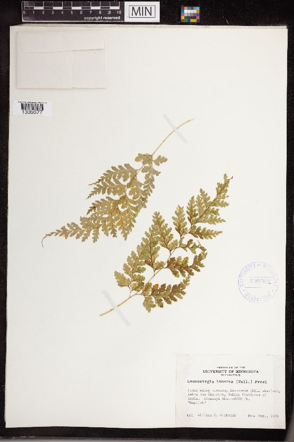 Hypodematiaceae image