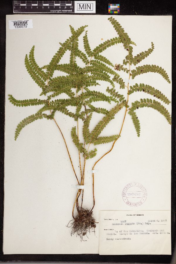 Lindsaea stricta image