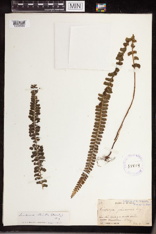 Lindsaea guianensis image