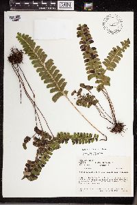 Thumbnail image of current specimen