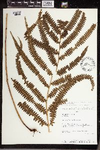 Lindsaea guianensis image