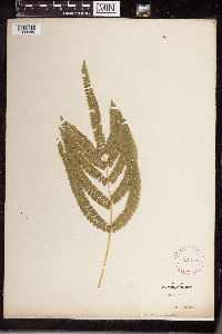 Lindsaea stricta image