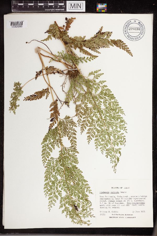 Lindsaea cultrata image