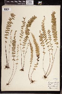 Lindsaea cultrata image