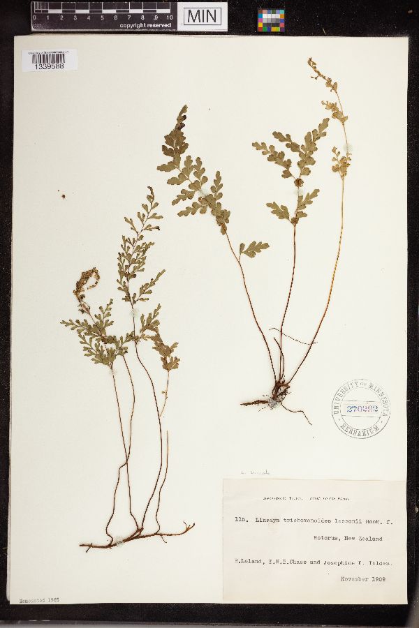 Lindsaea cuneata image