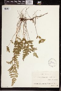 Lindsaea cuneata image