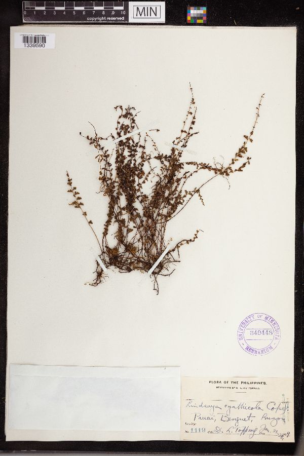 Lindsaea cyathicola image