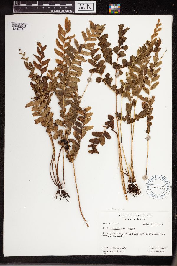 Lindsaea decomposita image