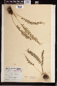 Lindsaea decomposita image