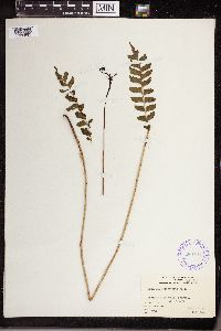 Thumbnail image of current specimen