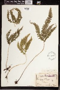 Lindsaea decomposita image