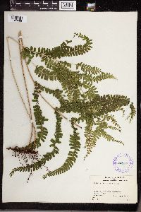 Thumbnail image of current specimen