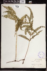 Lindsaea decomposita image