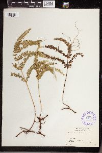 Lindsaea decomposita image