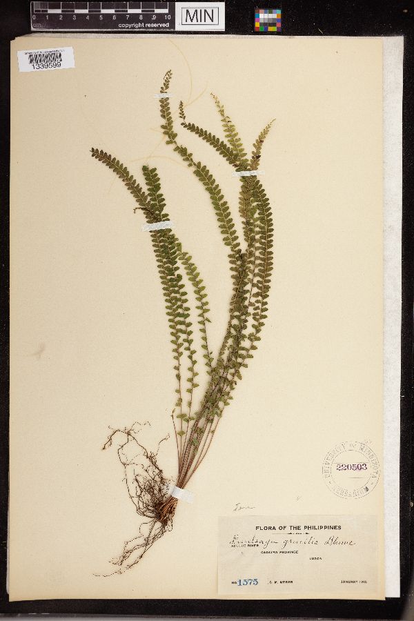 Lindsaea image