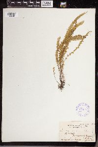 Lindsaea gracilis image